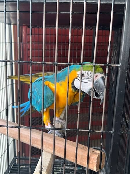 Macaw parrot blue 2