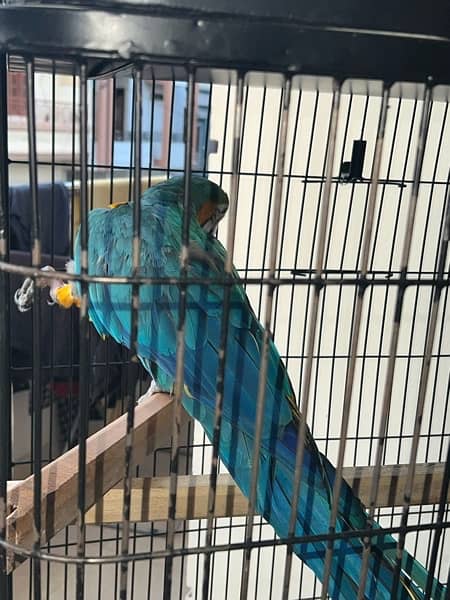 Macaw parrot blue 3