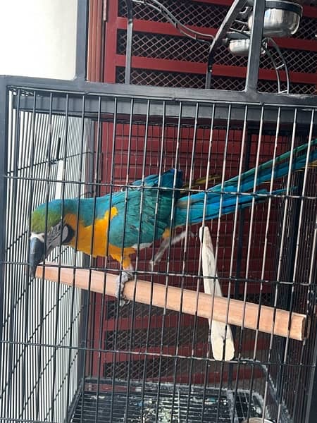 Macaw parrot blue 4
