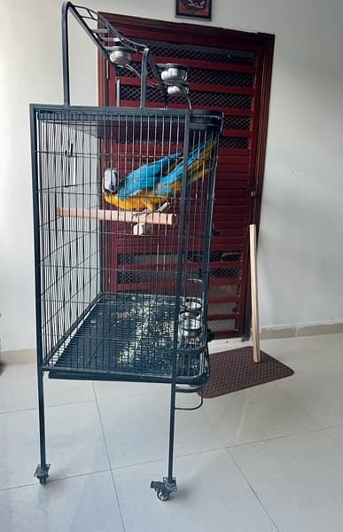 Macaw parrot blue 5