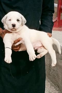 boly gultair male 2month for sale