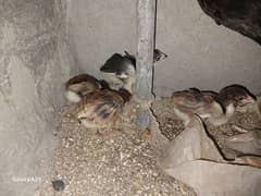 Aseel chicks whith thier mother