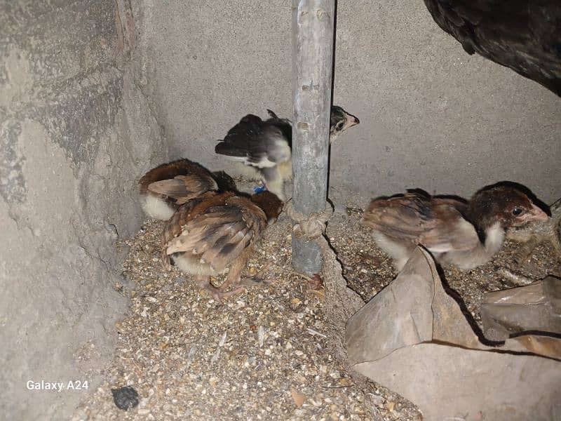 Aseel chicks whith thier mother 0