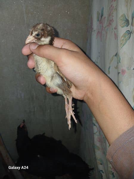 Aseel chicks whith thier mother 1
