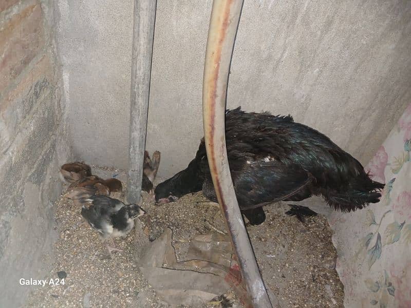 Aseel chicks whith thier mother 6