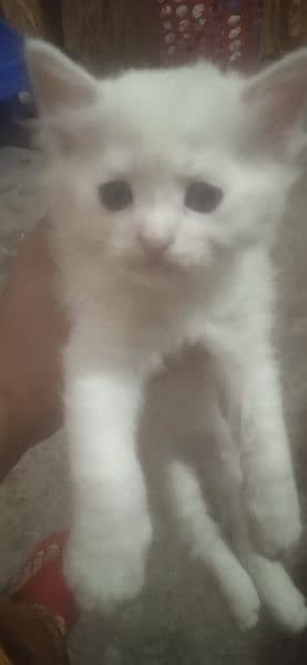 kitten for sale/pershian kitten/punch face kitten/triple coated kitten 1
