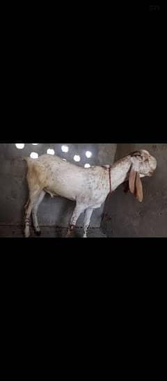 2 Beautiful Goats For Eid ul Adha 2024