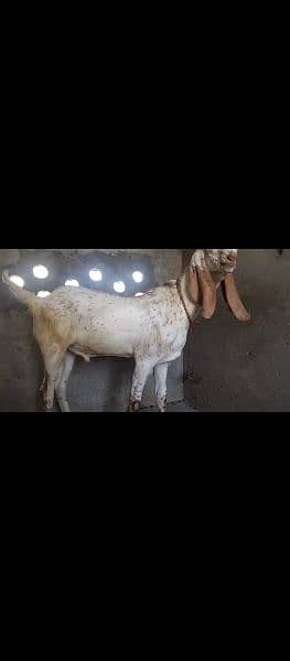 2 Beautiful Goats For Eid ul Adha 2024 1