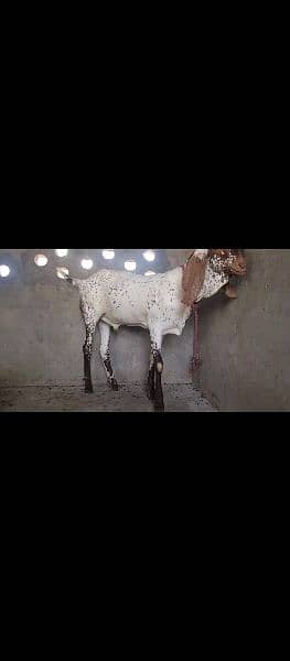 2 Beautiful Goats For Eid ul Adha 2024 3