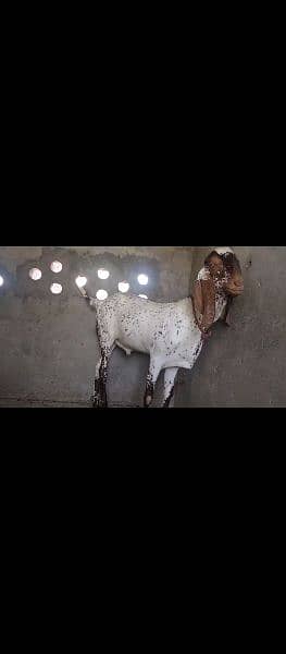 2 Beautiful Goats For Eid ul Adha 2024 4