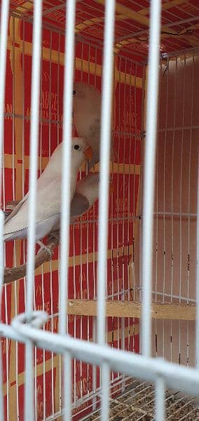 Love birds sale offer Albino red eye/ Albino black eye/ Crimeno 4