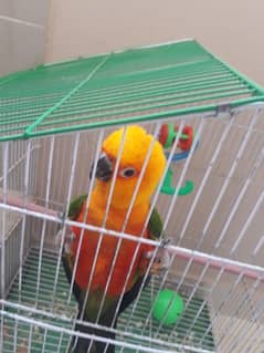 jenday conure fully tamed