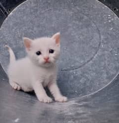 Pure White persian kitten for sale! 0