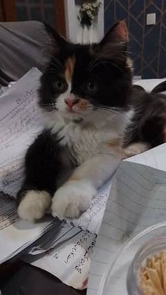 female calico and rare torbie persian kitten. extremely active playful