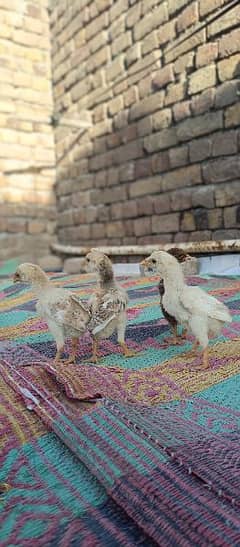 Aseel chicks and murga 03438852418