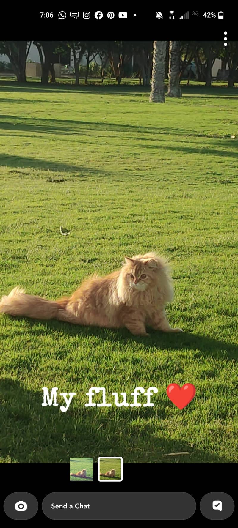 Persian cat for sale 1