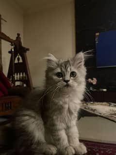 4 Months old persian grey kitten 0