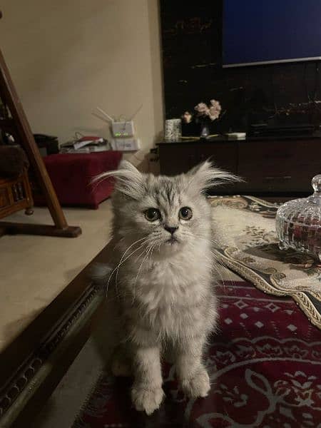 4 Months old persian grey kitten 1