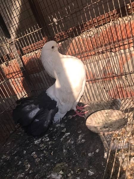 fancy pegions, black tail pegeons,pigeons 1