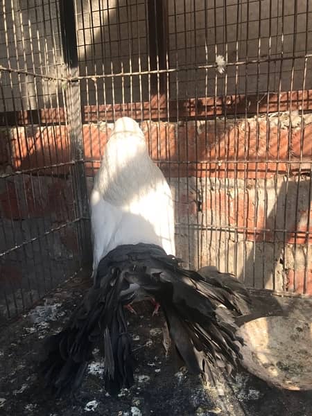 fancy pegions, black tail pegeons,pigeons 6