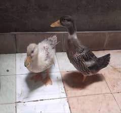 pair of ducks 0