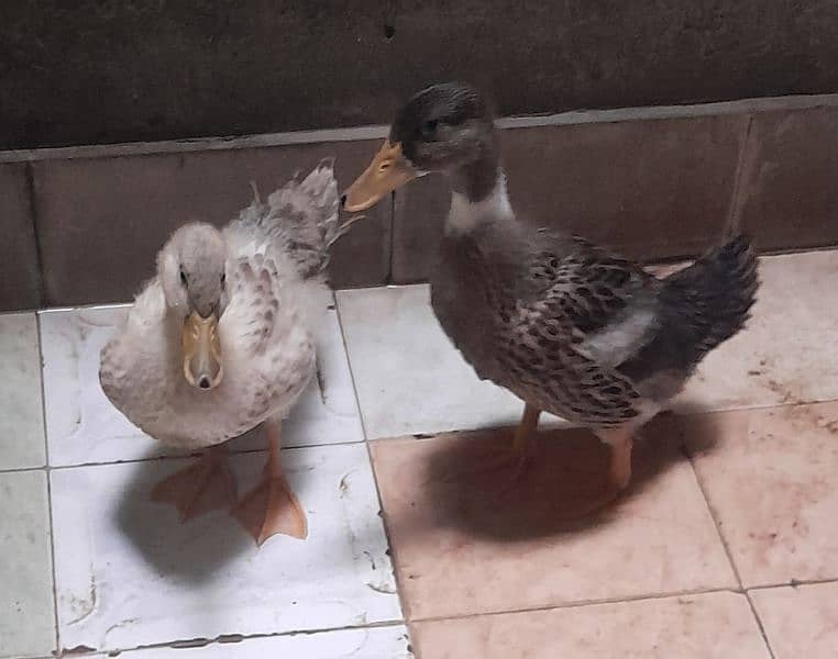 pair of ducks 1