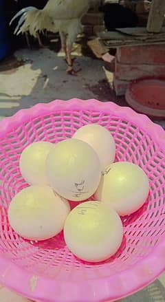 Aseel Eggs For Sale 0