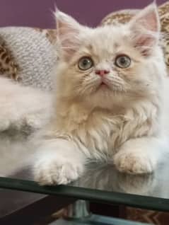 Pure Persian male kittens 0