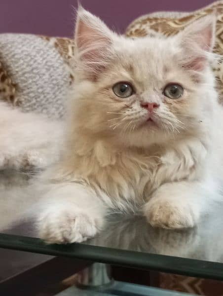 Pure Persian male kittens 1