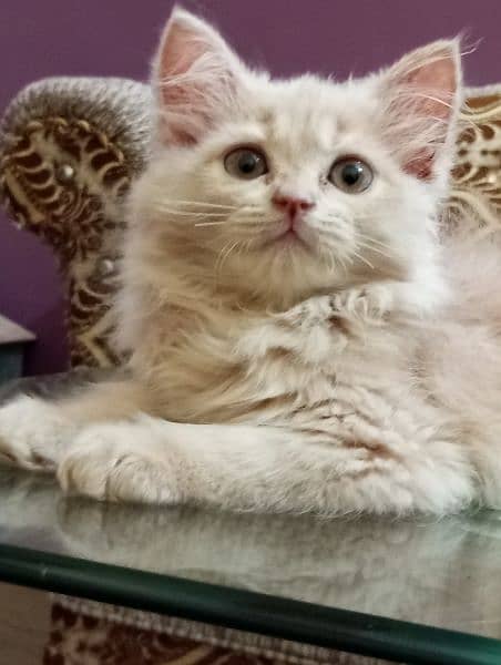 Pure Persian male kittens 2