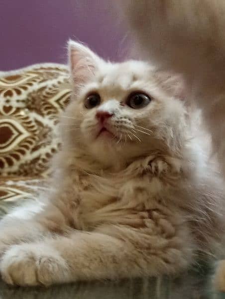 Pure Persian male kittens 3