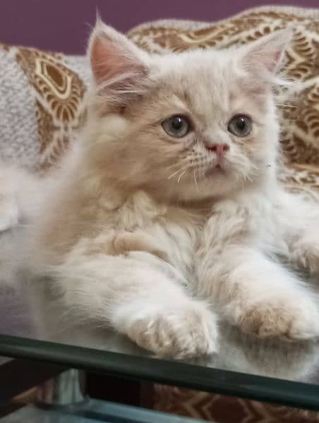Pure Persian male kittens 4