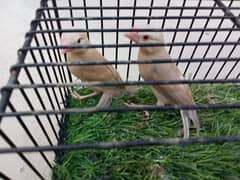 Fawn Java Patha pair looking for New Shelter !!