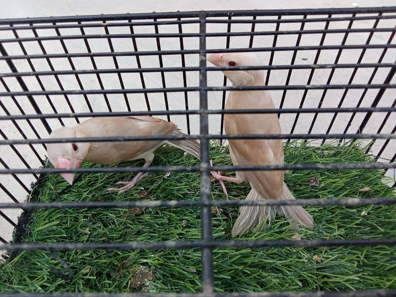 Fawn Java Patha pair looking for New Shelter !! 1