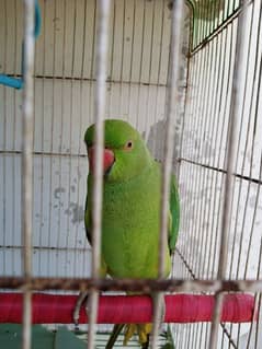 parrot selling