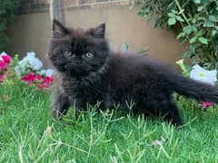 black male kitten nd ginger female kitten.