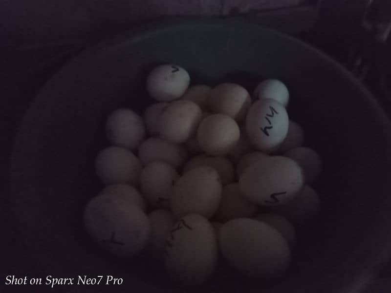 Heera white egg and chicks 2