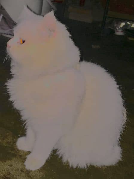 Persian cat with white normal hair 1