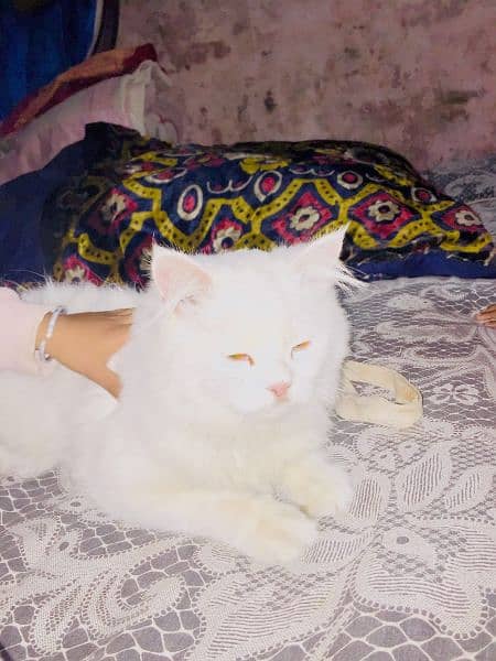 Persian cat with white normal hair 2