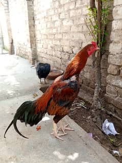 Lakha and chicks for sale