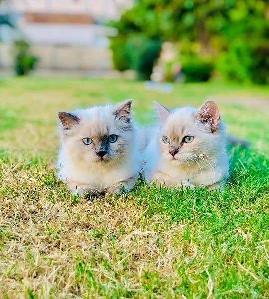 Persian cat and kitten 5