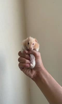 Cute Male Hamster for sale