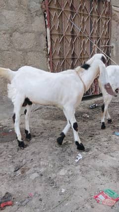 Goats for sale 0