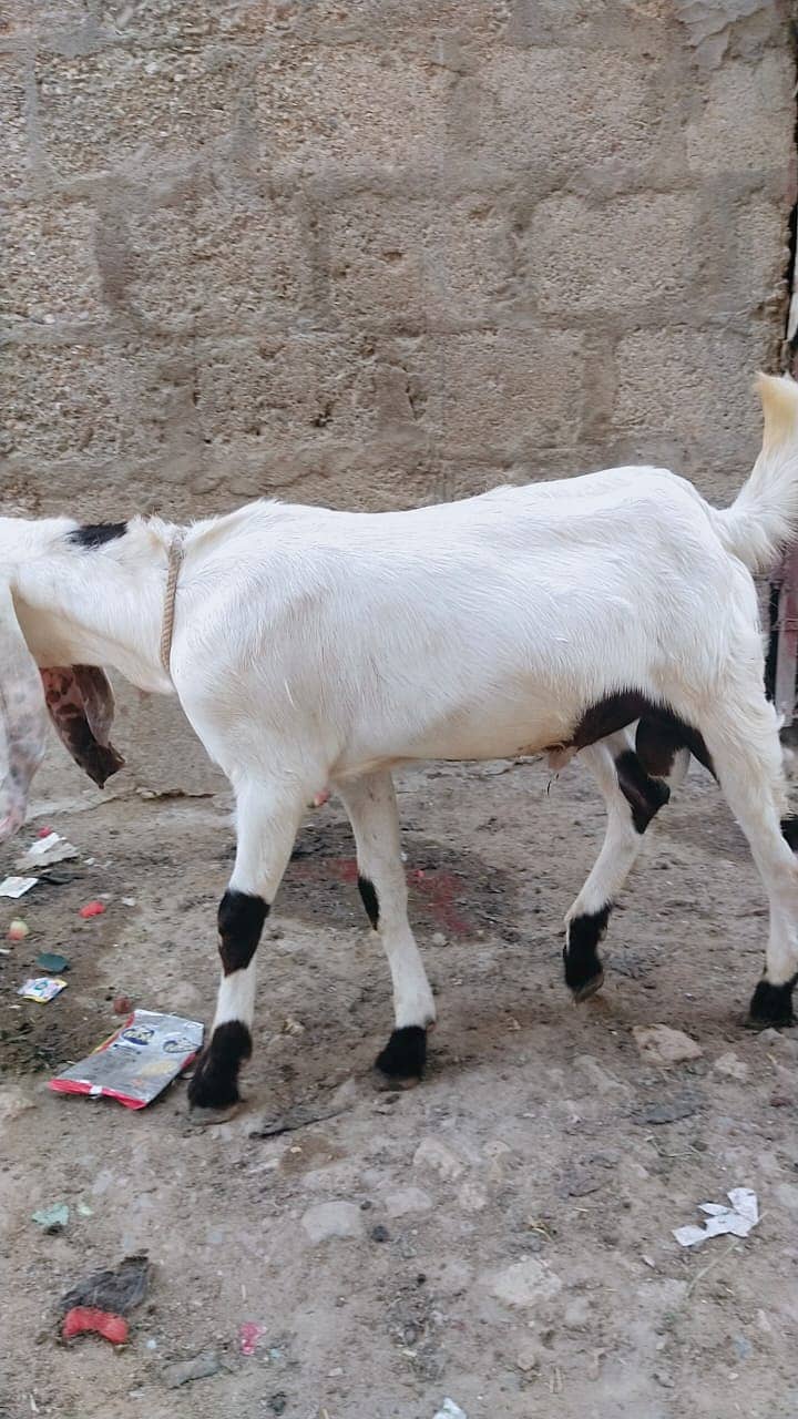 Goats for sale 1