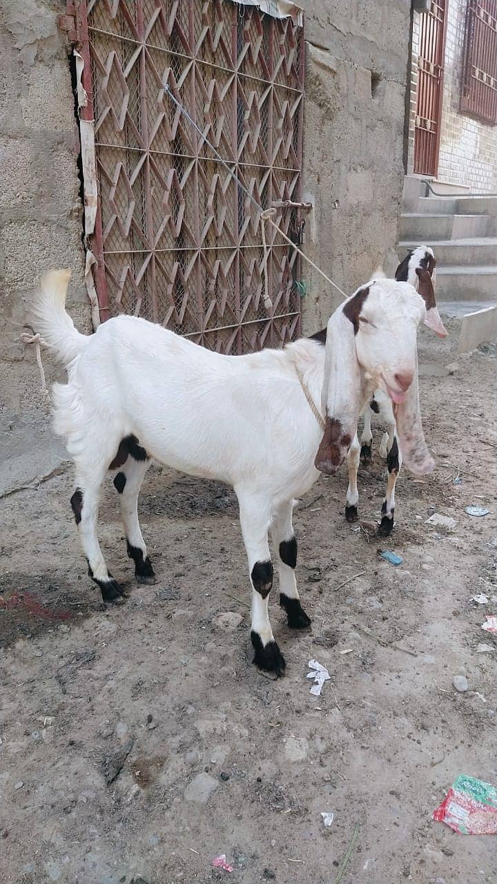 Goats for sale 2