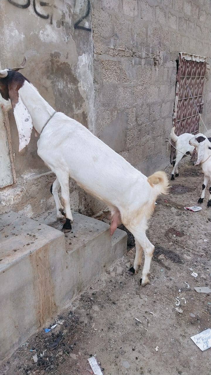 Goats for sale 4