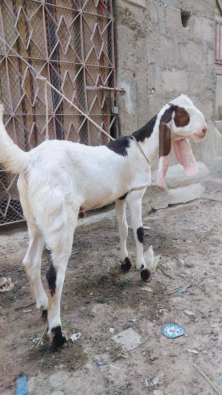 Goats for sale 5