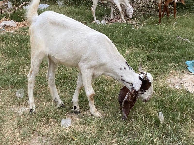 Goats for sale 4