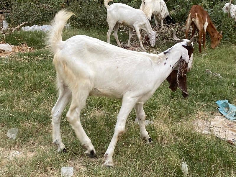 Goats for sale 5