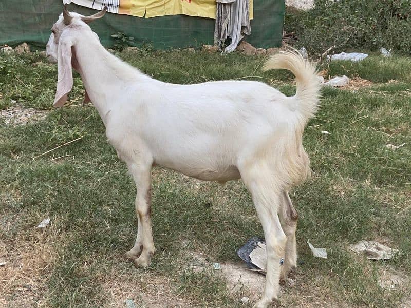 Goats for sale 6